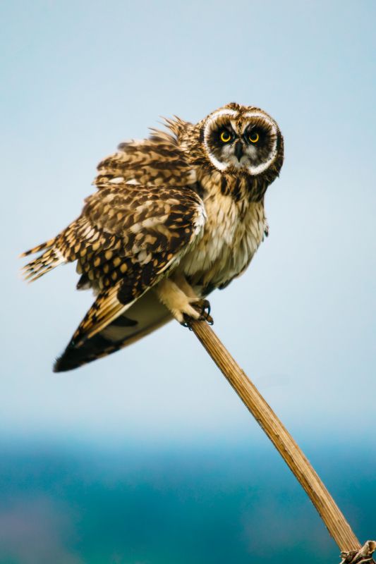 болотная сова Сова на палочкеphoto preview