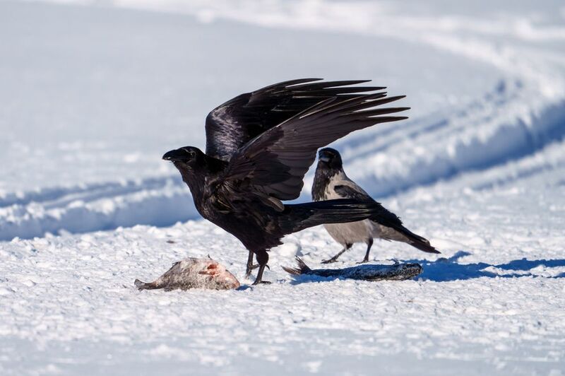 ворон Победительphoto preview