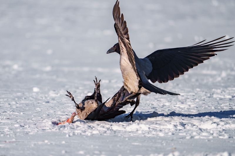 ворона Битва за окуняphoto preview