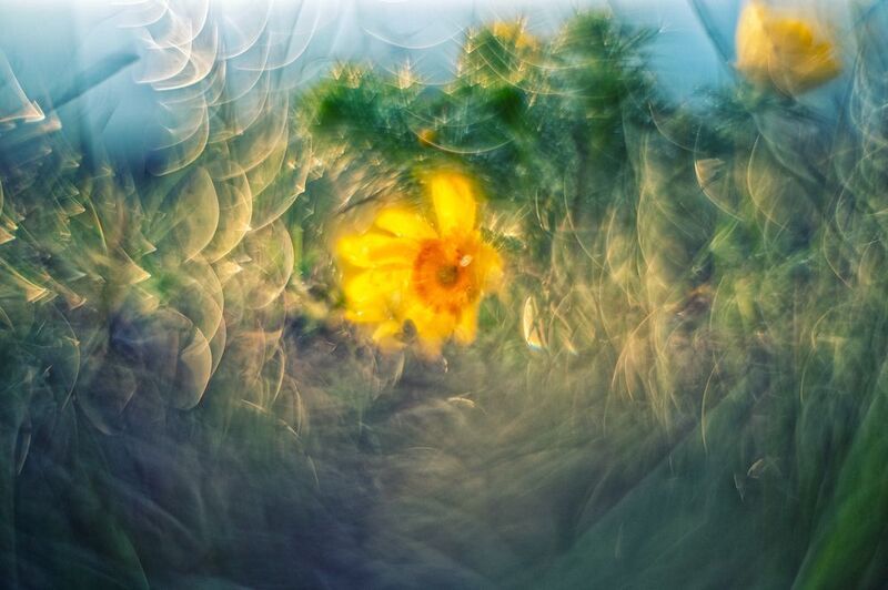 АдонисIIphoto preview