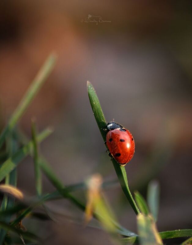 божьякоровка насекомые макро природа Где-то на лугу... фото превью