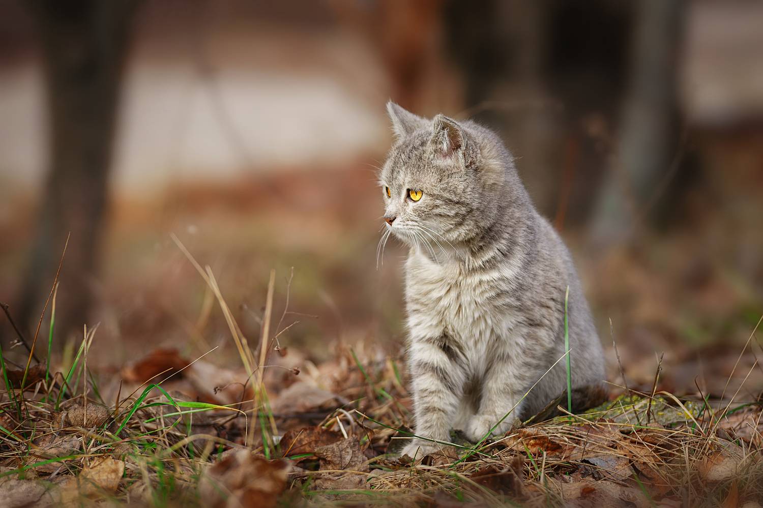 , Корнеев Алексей