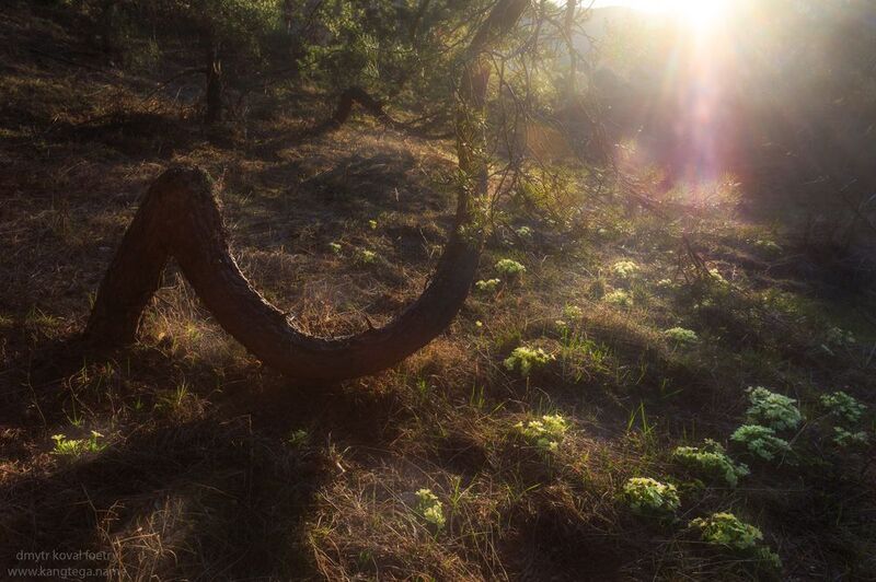 пейзажемагьё, пейзаж-как-виденье Тот Лес … фото превью