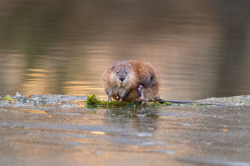 ондатра Не ждали?photo preview