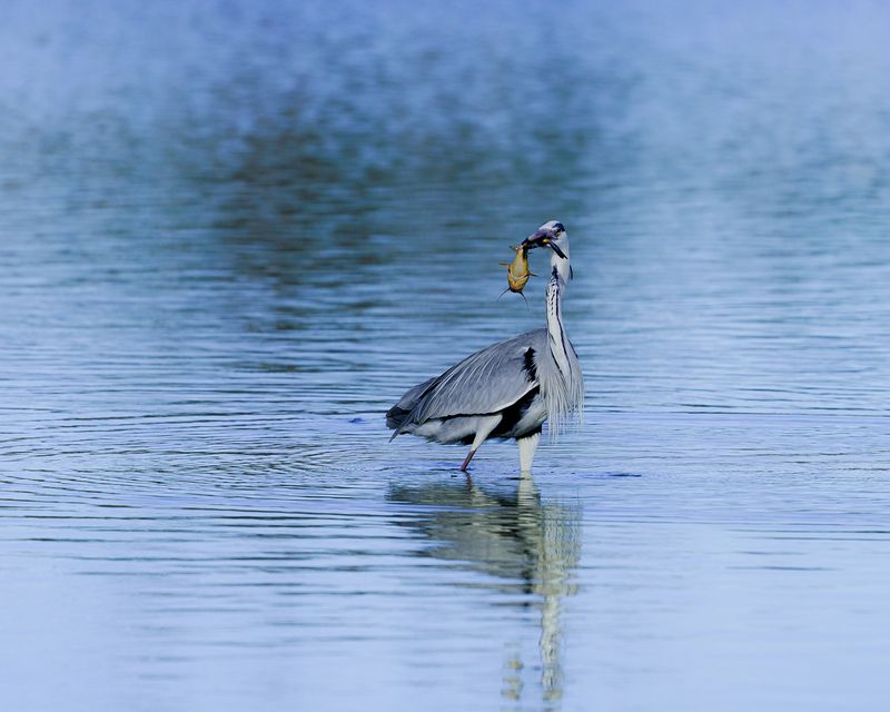 серая цапля, охота, добывание пищи, птицы, животные, grey heron, birds, hunting, animals, graureiher, voegel, tiere Тот самый момент, когда удача на твоей сторонеphoto preview