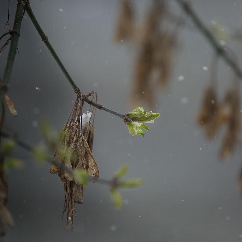 апрель, весна, погода, сезоны, снег, листья Апрель. 3 в 1photo preview