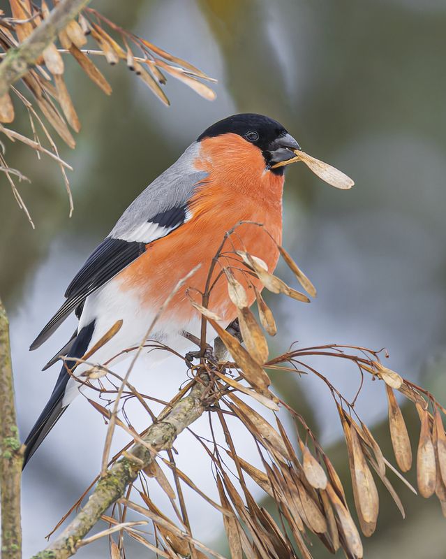 снегирь Снегирьphoto preview
