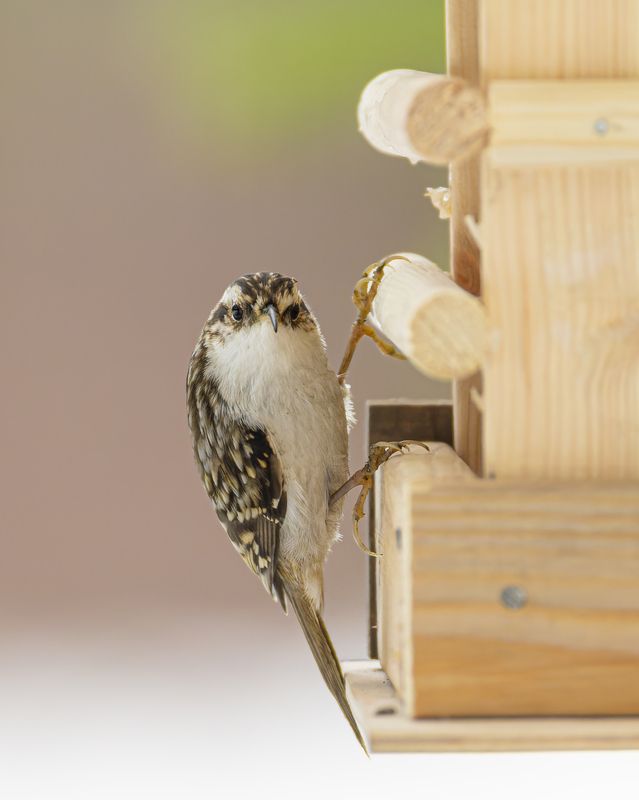 пищуха Пищухаphoto preview