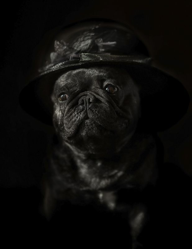 Мои  любимые бульдожкиphoto preview