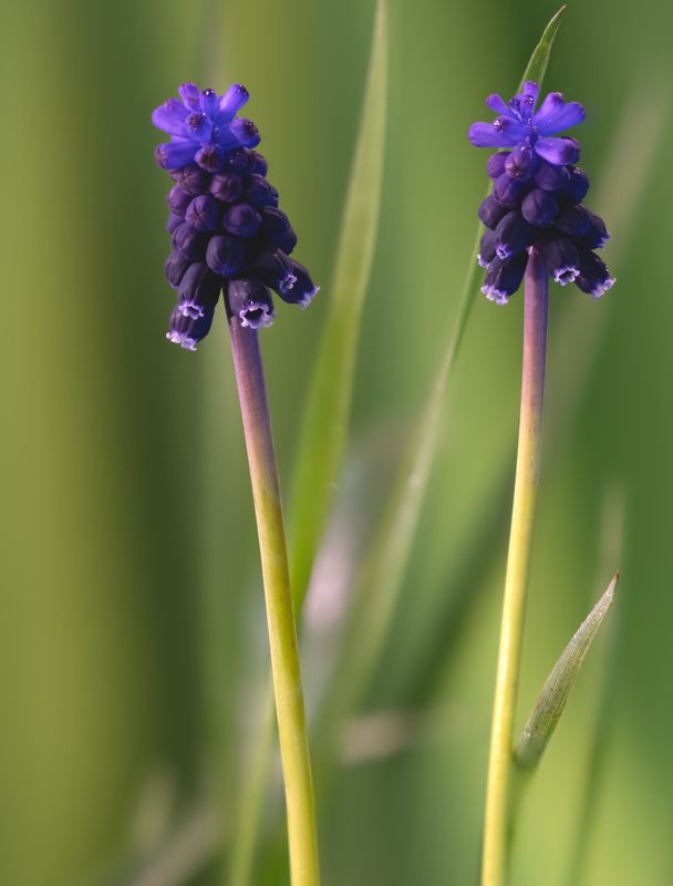 Весенняя строгаяphoto preview