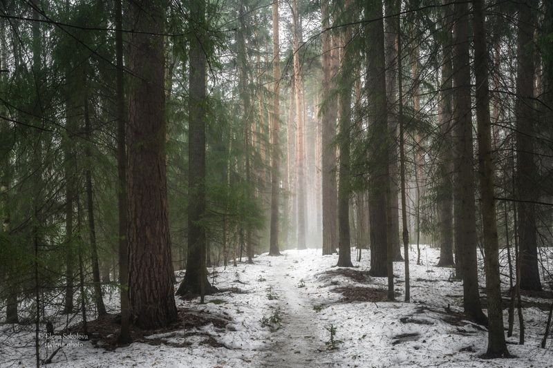 лес, весна, дождь Дымка фото превью