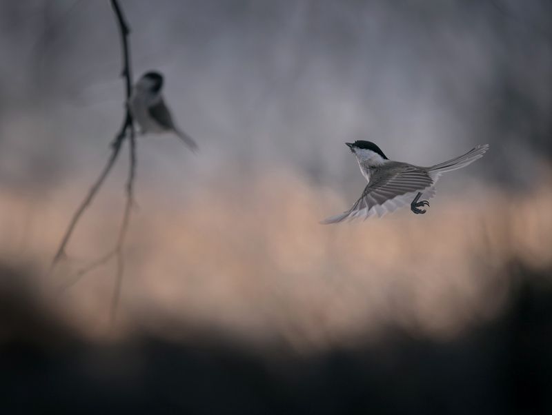 лес, свет, утро, природа, синица, птицы ***photo preview