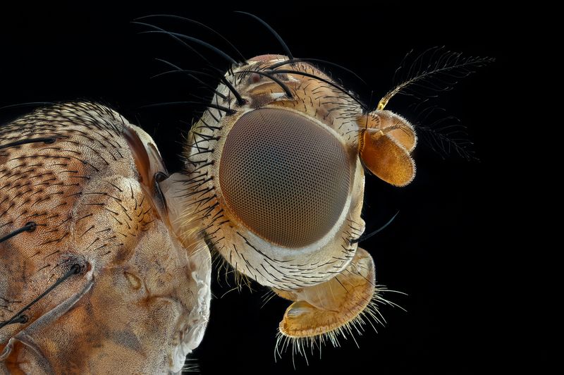 ceclii, macro  фото превью