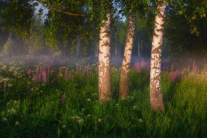 Три сестрыphoto preview