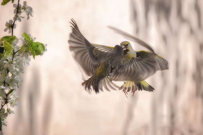 фото превью