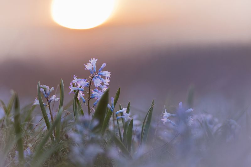 Рассвет гиацинткаphoto preview