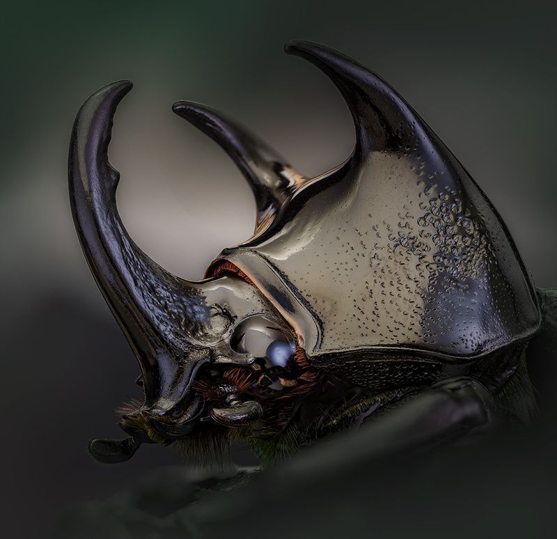 coleoptera, scarabaeidae, dynastinae, chalcosoma caucasus Рогатыйphoto preview