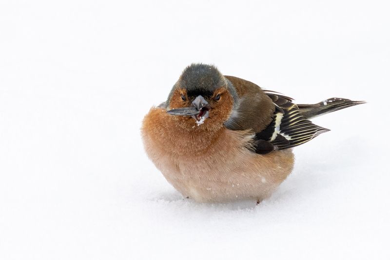 Зяблик Дядя, огоньку не найдется?photo preview