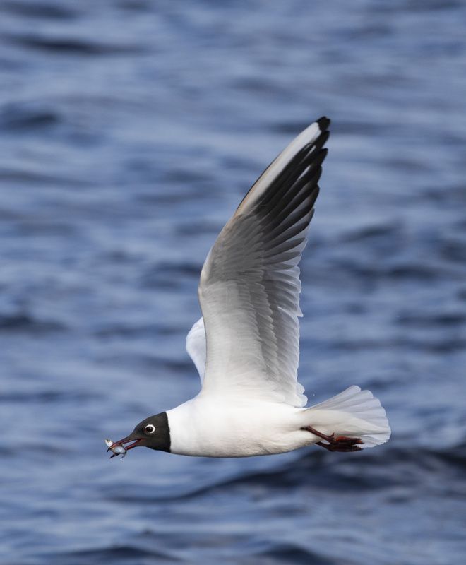 Озерная чайкаphoto preview