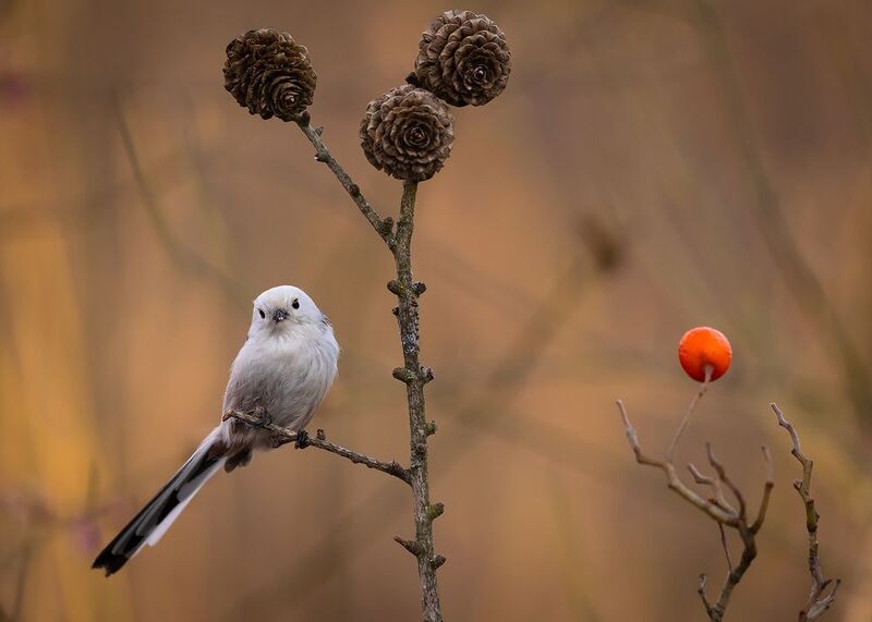 Long-tailed Tiphoto preview
