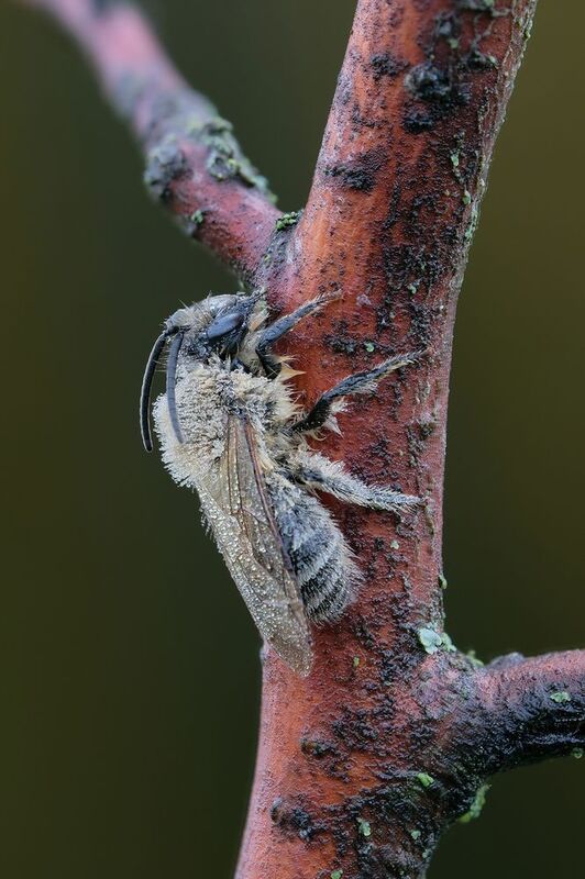 Андрена-магна (лат. Andrena magna)photo preview