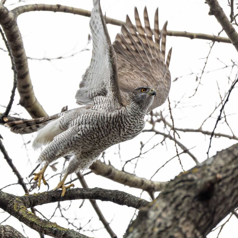 тетеревятник Тетеревятникphoto preview