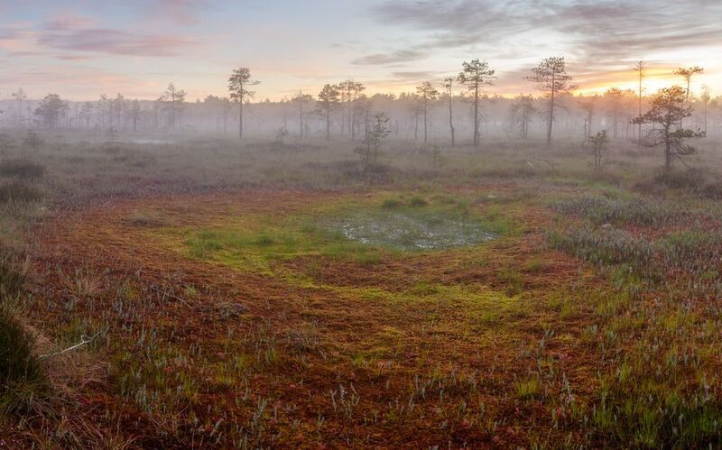 Глаз болотphoto preview