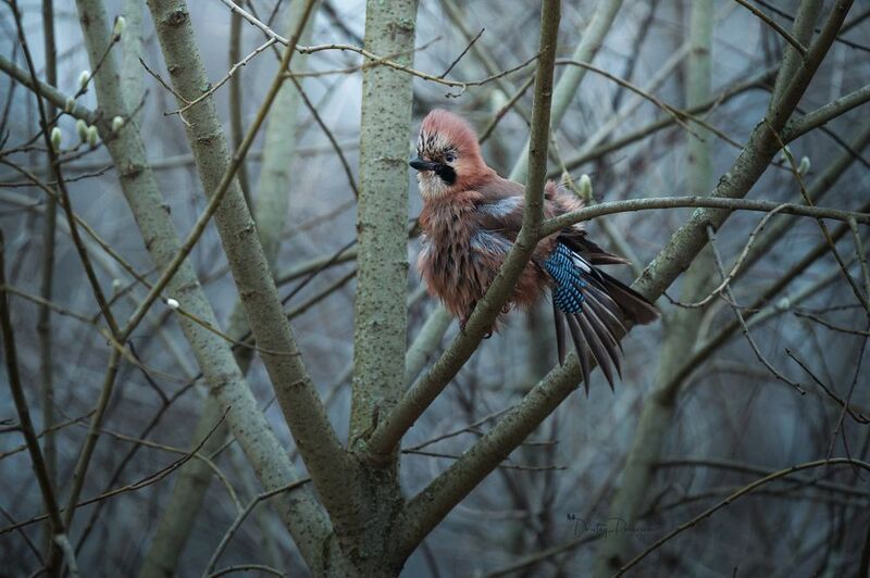 природа, лес, поля, огороды, животные, птицы, макро То утро «Когда встала не с той ноги» ...photo preview