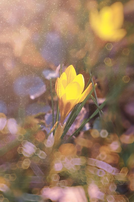 макро, macro, цветы, flower, весна, spring,крокус Крокусphoto preview