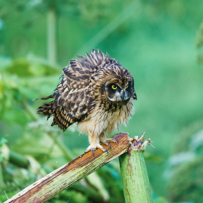 болотная сова пушистикphoto preview