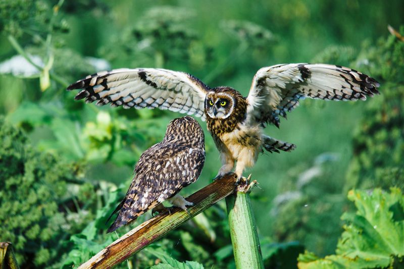 болотная сова Стой кто идетphoto preview