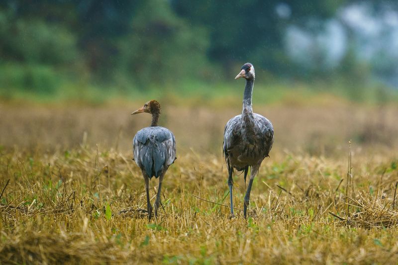 шиворот на выворотphoto preview