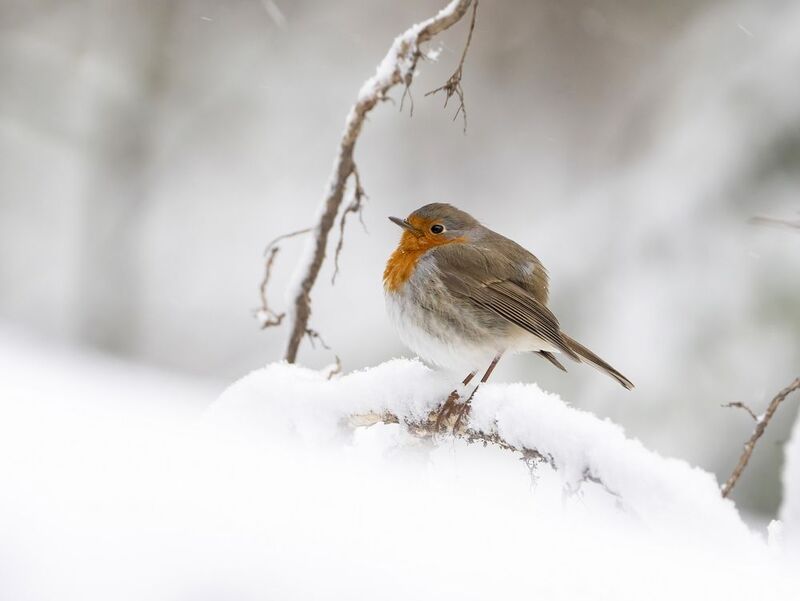 птицы,природа, весна Апрельские сюрпризыphoto preview