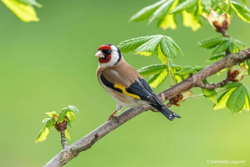 щегол, carduelis, goldfinch Щеголphoto preview