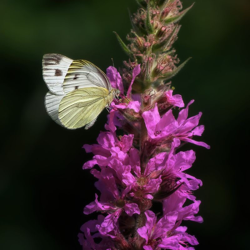 бабочка, макро photo preview