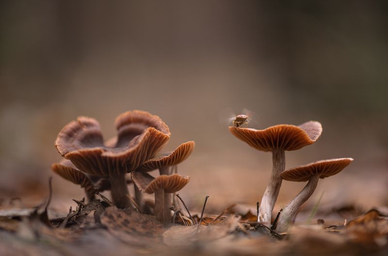 грибы, клоп, макро, осень, пасмурно, лес, запахи, воронеж, геннадий мещеряков,  nikon d850, carl zeiss makro-planar t* 100mm f/2 zf.2 Председатель ЖК Грибы...photo preview