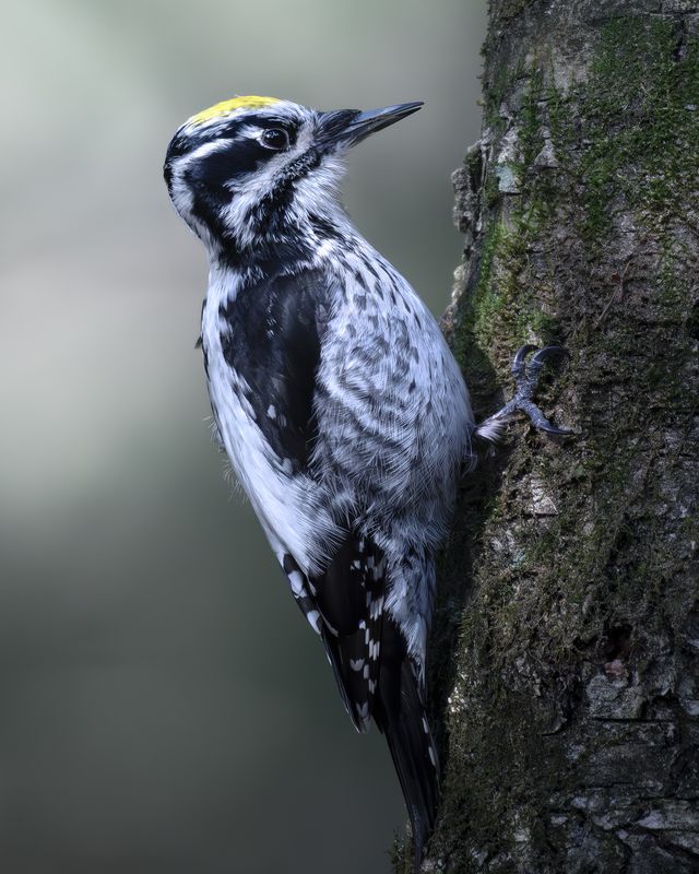 Трёхпалый дятел (Picoides tridactylus)  photo preview