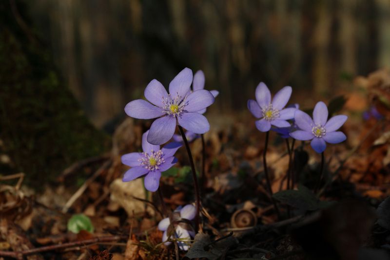 печёночница благородная, hepatica nobilis, anemone hepatica, первоцветы, весна, цветение, лес, цвета Печёночница благороднаяphoto preview