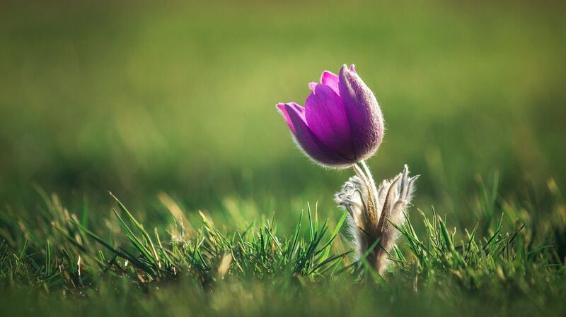 Вестник весны фото превью