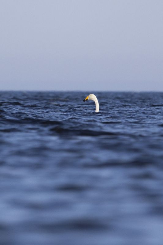 Лебедь photo preview