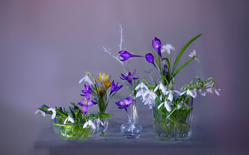 крокусы  галантусы Весна на столеphoto preview