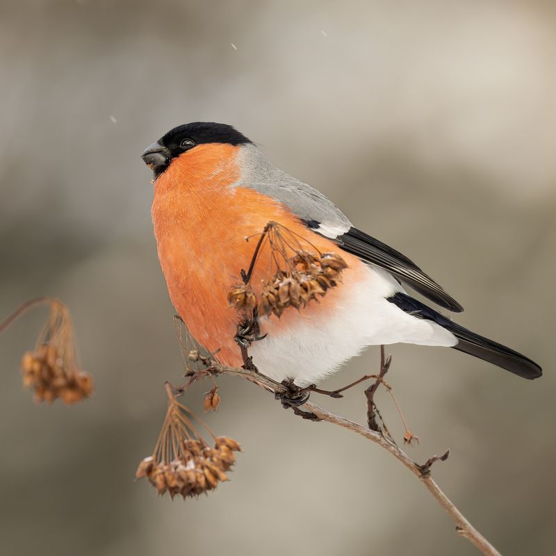 снегирь photo preview