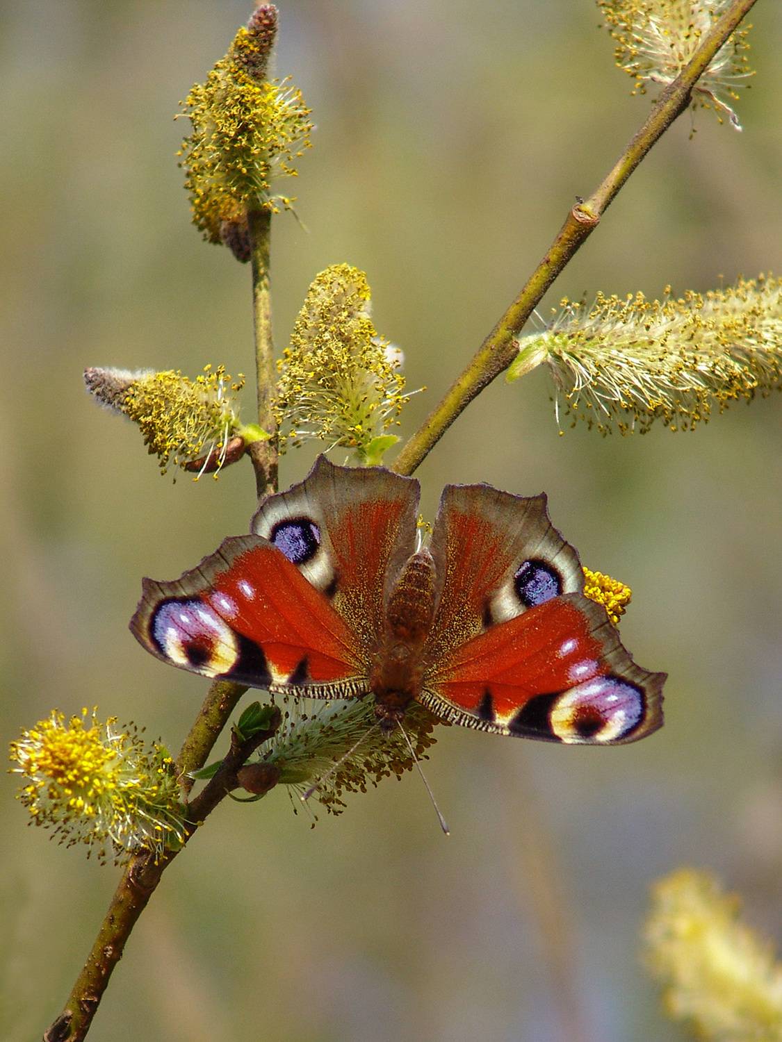 весна, ива, бабочка, Медведев Александр