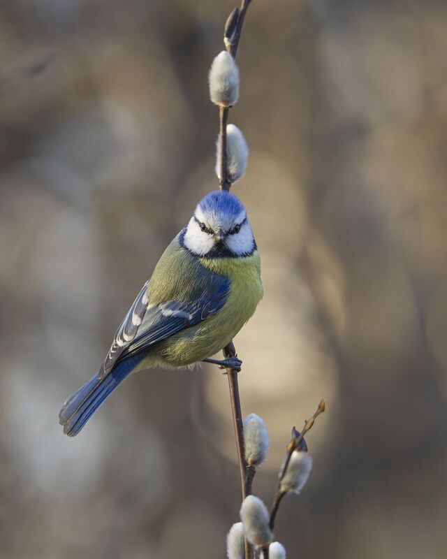 Весна фото превью