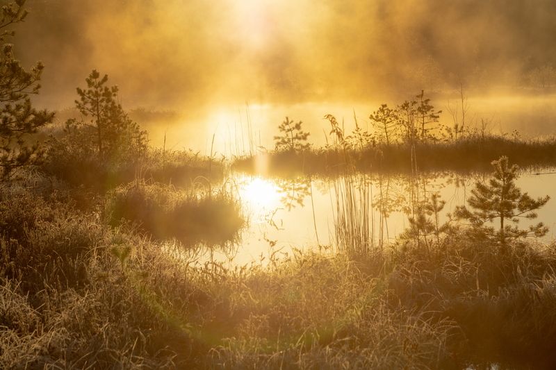 пейзаж Туман на болотеphoto preview