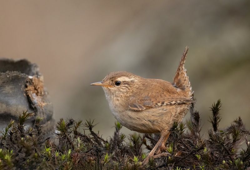 wren, birds, nature, wildlife, canon Wrenphoto preview