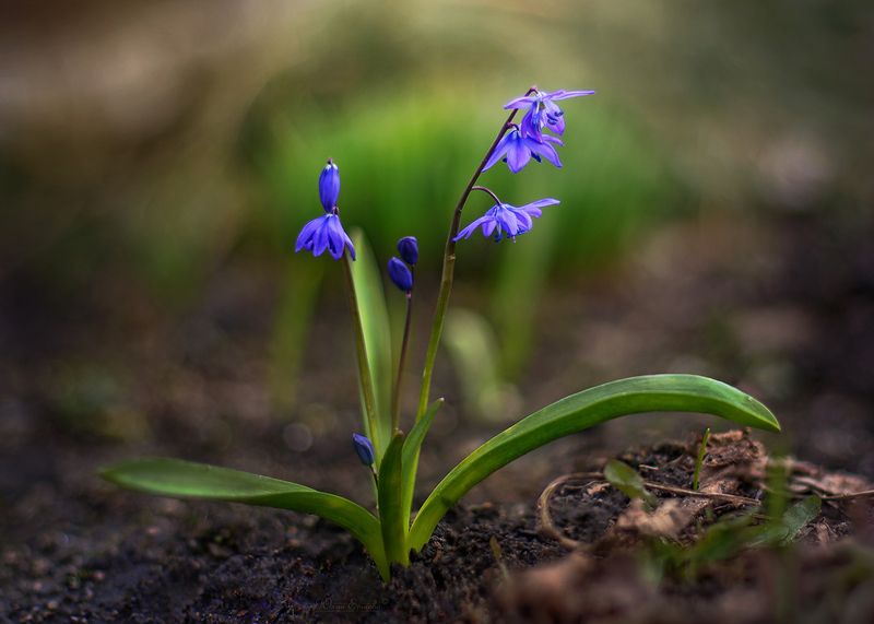 пролески, цветы, весна Пролескиphoto preview