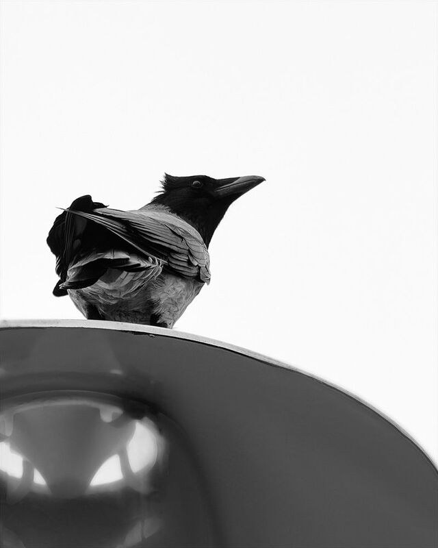 bird, птица, ворона, crow, калининград Взгляд с высоты фото превью