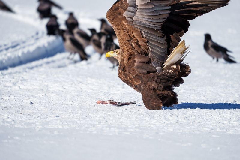 Белохвостый орланphoto preview