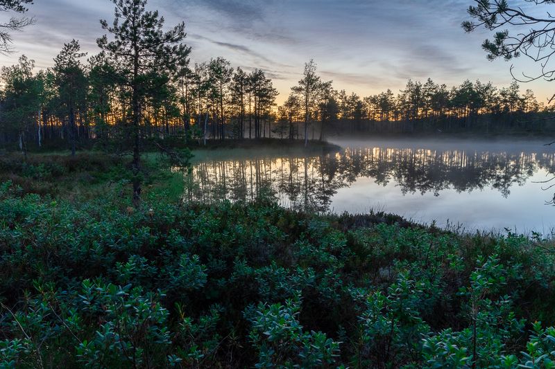 Заросли голубикиphoto preview